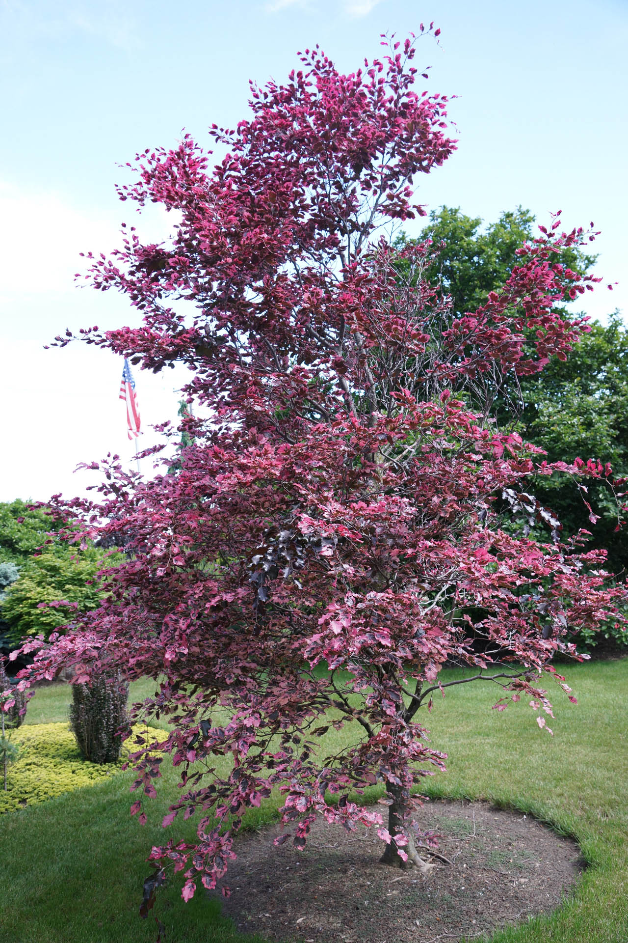Fagus Sylvatica 'Roseo Marginata'